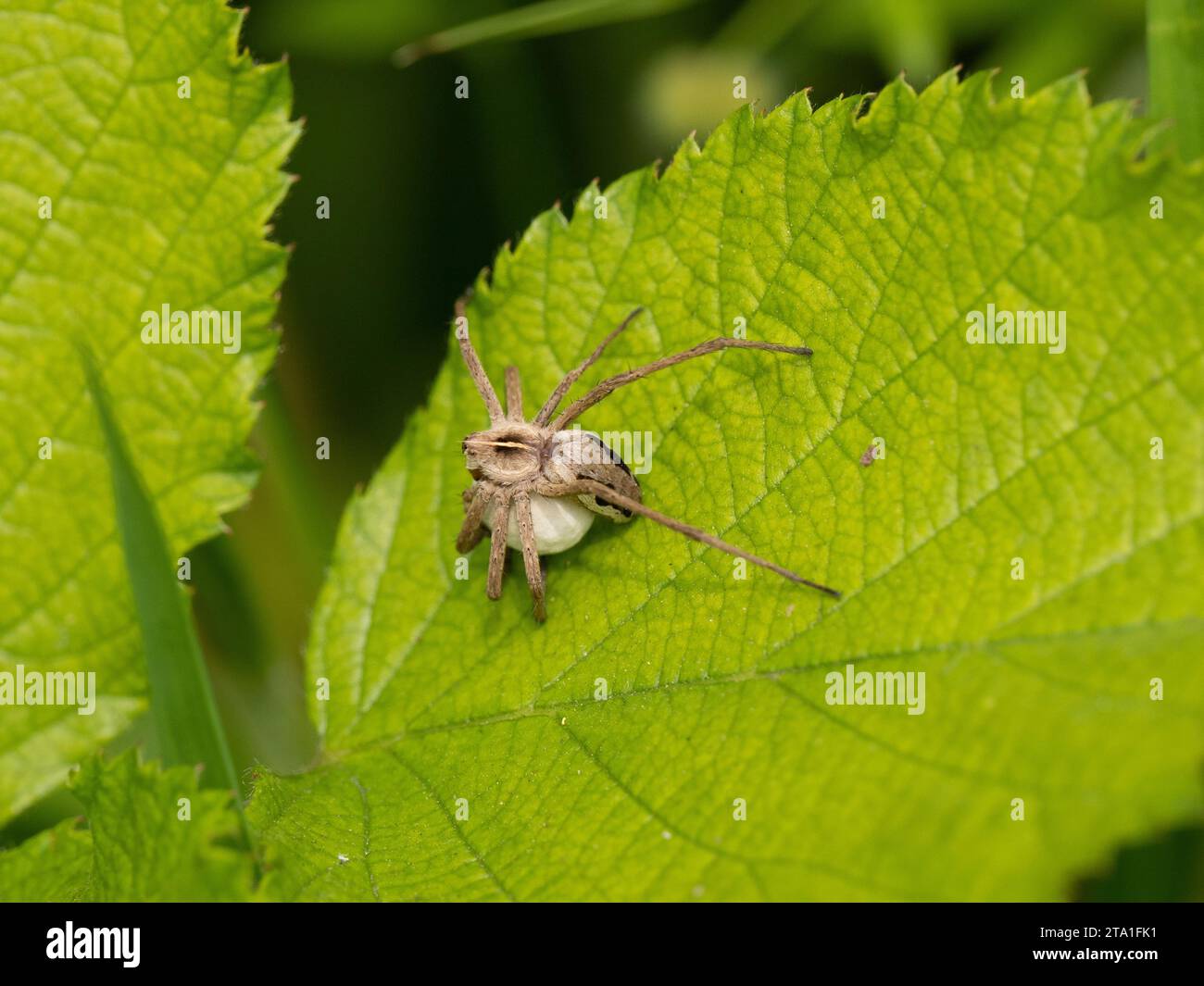 Nursery Web Spider trägt einen Eiersack Stockfoto