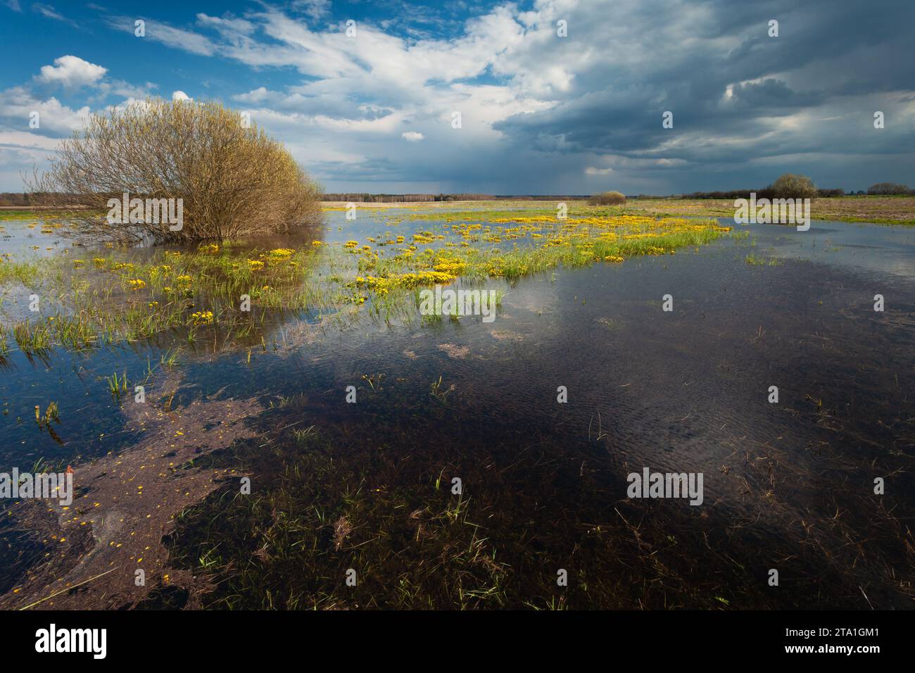 Feuchte Gebiete und bewölkter Himmel, Apriltag, Czulczyce, Polen Stockfoto