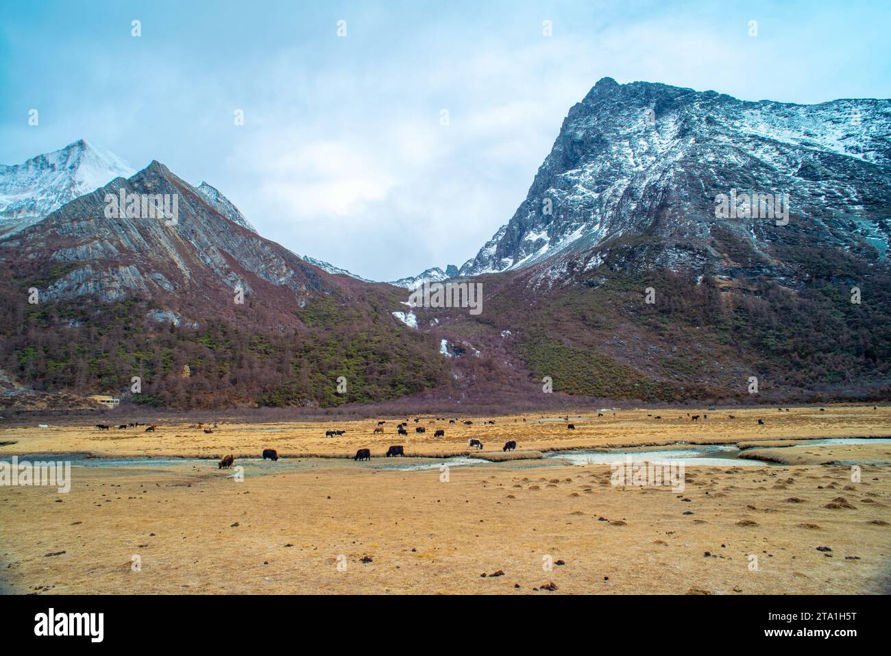 Chonggu Wiese, Wasserspiegelung im Hintergrund mit schneebedeckten Bergen im Yading Nature Reserve, Sichuan, China. Letzte Shangri-la Höhe 4.600 m. Stockfoto Chonggu Wiese, Wasserspiegelung im Hintergrund mit schneebedeckten Bergen im Yading Nature Reserve, Sichuan, China. Letzte Shangri-la Höhe 4.600 m. Stockfoto