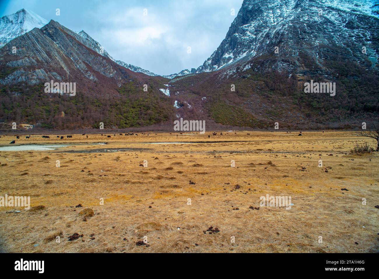 Chonggu Wiese, Wasserspiegelung im Hintergrund mit schneebedeckten Bergen im Yading Nature Reserve, Sichuan, China. Letzte Shangri-la Höhe 4.600 m. Stockfoto Chonggu Wiese, Wasserspiegelung im Hintergrund mit schneebedeckten Bergen im Yading Nature Reserve, Sichuan, China. Letzte Shangri-la Höhe 4.600 m. Stockfoto