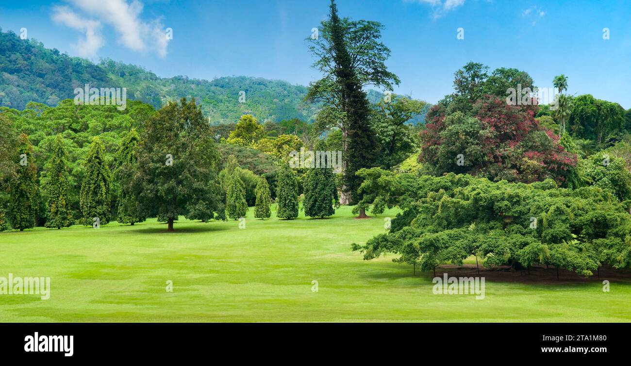 Botanischer Garten mit weitläufigen Rasenflächen und seltenen Pflanzen. Kandy, Sri Lanka. Breites Foto. Stockfoto
