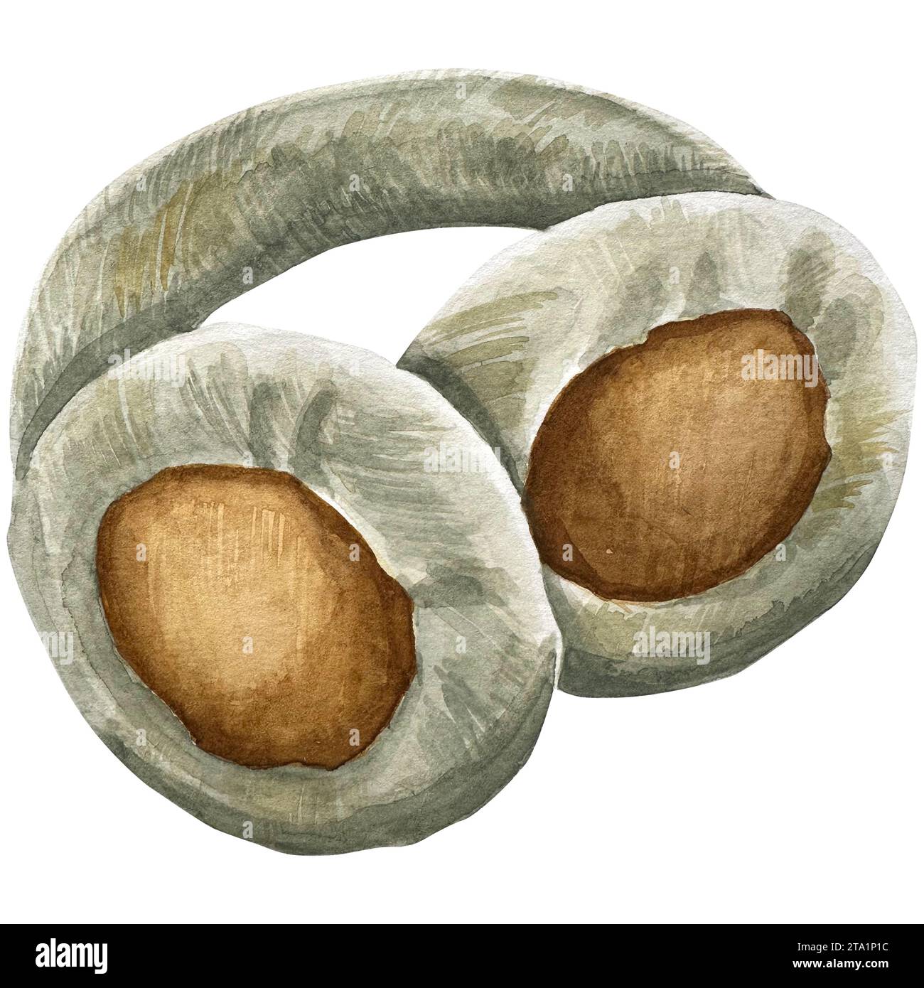 Aquarellbild flauschige Pelz Kapselgehörschützer beige blau warme Kapselgehörschützer, flauschige Ohrschützer für den Einsatz bei kaltem Wetter, Zubehör. Einzelnes Objekt isoliert auf W Stockfoto