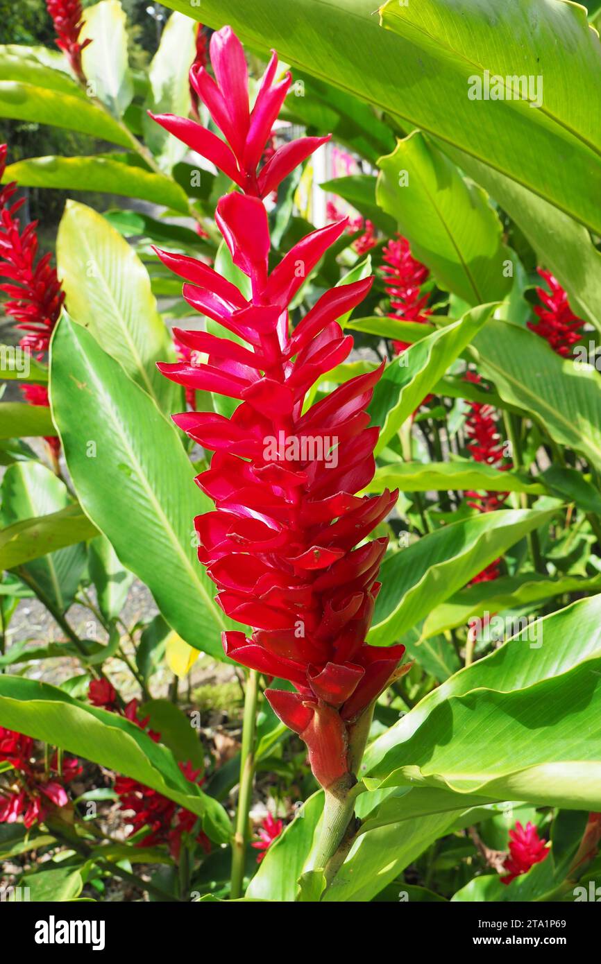 Fleur gingembre, jardin de Balata EST un jardin botanique privé de Fort-de-France, Route de Balata, Martinique, Antillen Stockfoto