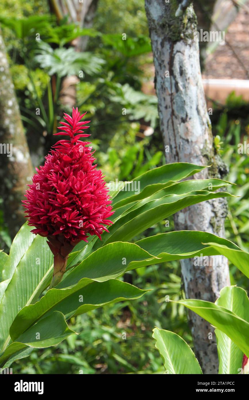 Fleur gingembre, jardin de Balata EST un jardin botanique privé de Fort-de-France, Route de Balata, Martinique, Antillen Stockfoto