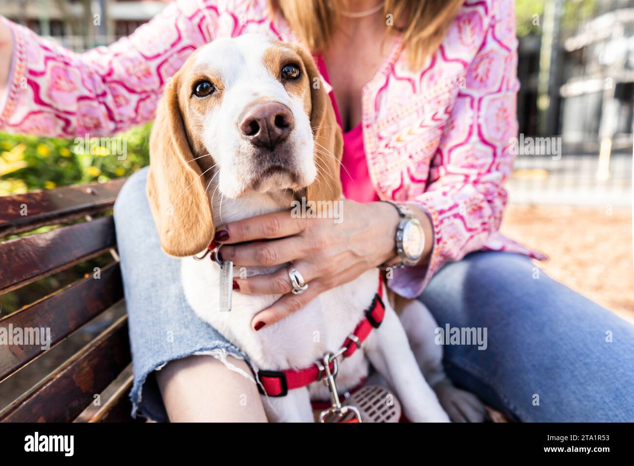 Beagle-Hund mit rotem Gurtzeug, der mit seinem Besitzer auf einer Holzbank sitzt. Stockfoto