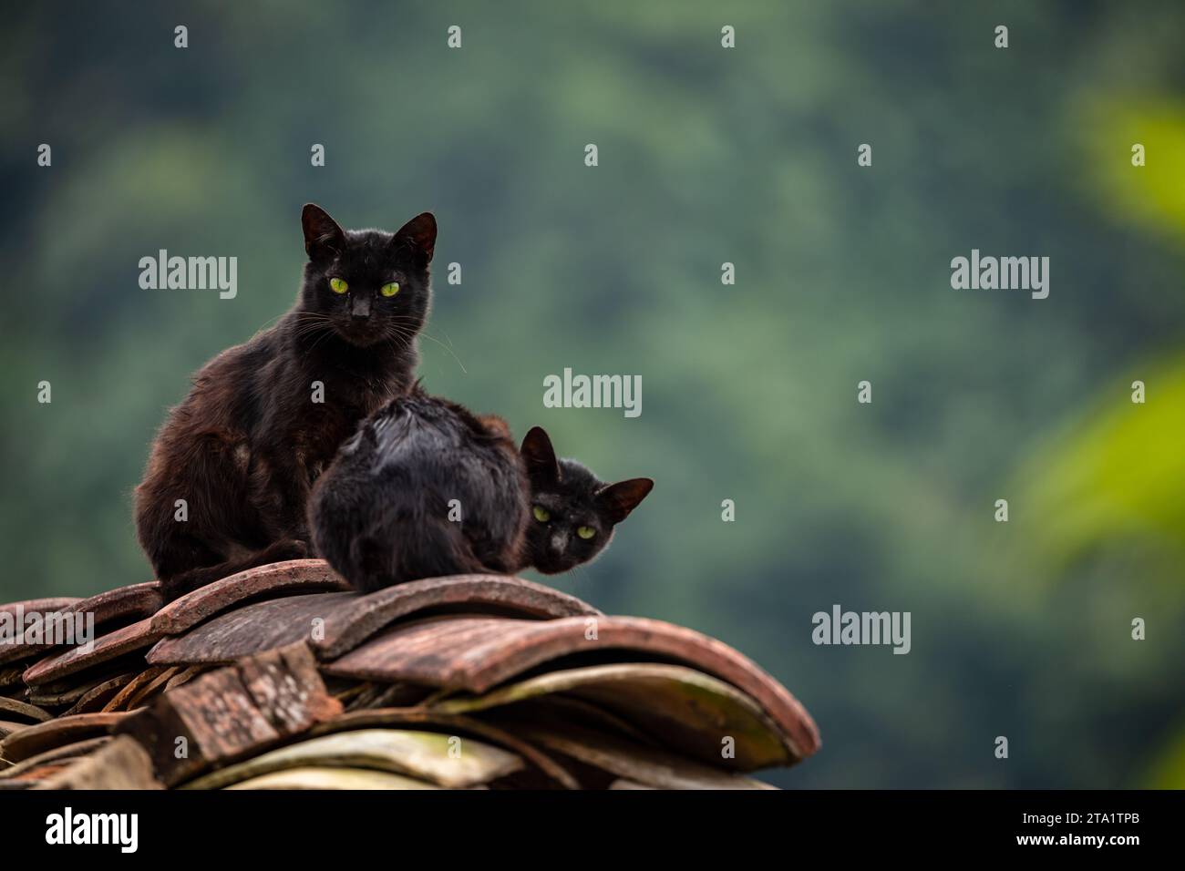 Schwarze Katzen auf einem Dach Stockfoto