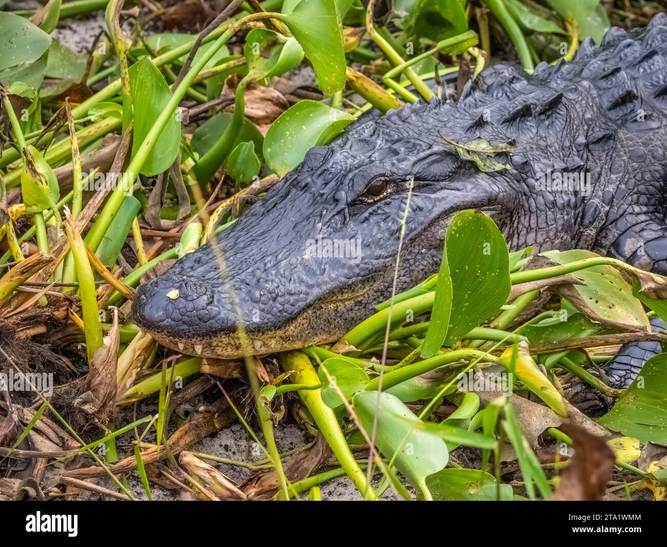 Amereican Alligator auf dem La Chua Trail im Paynes Prairie Preserve State Park in Gainesville Florida Stockfoto