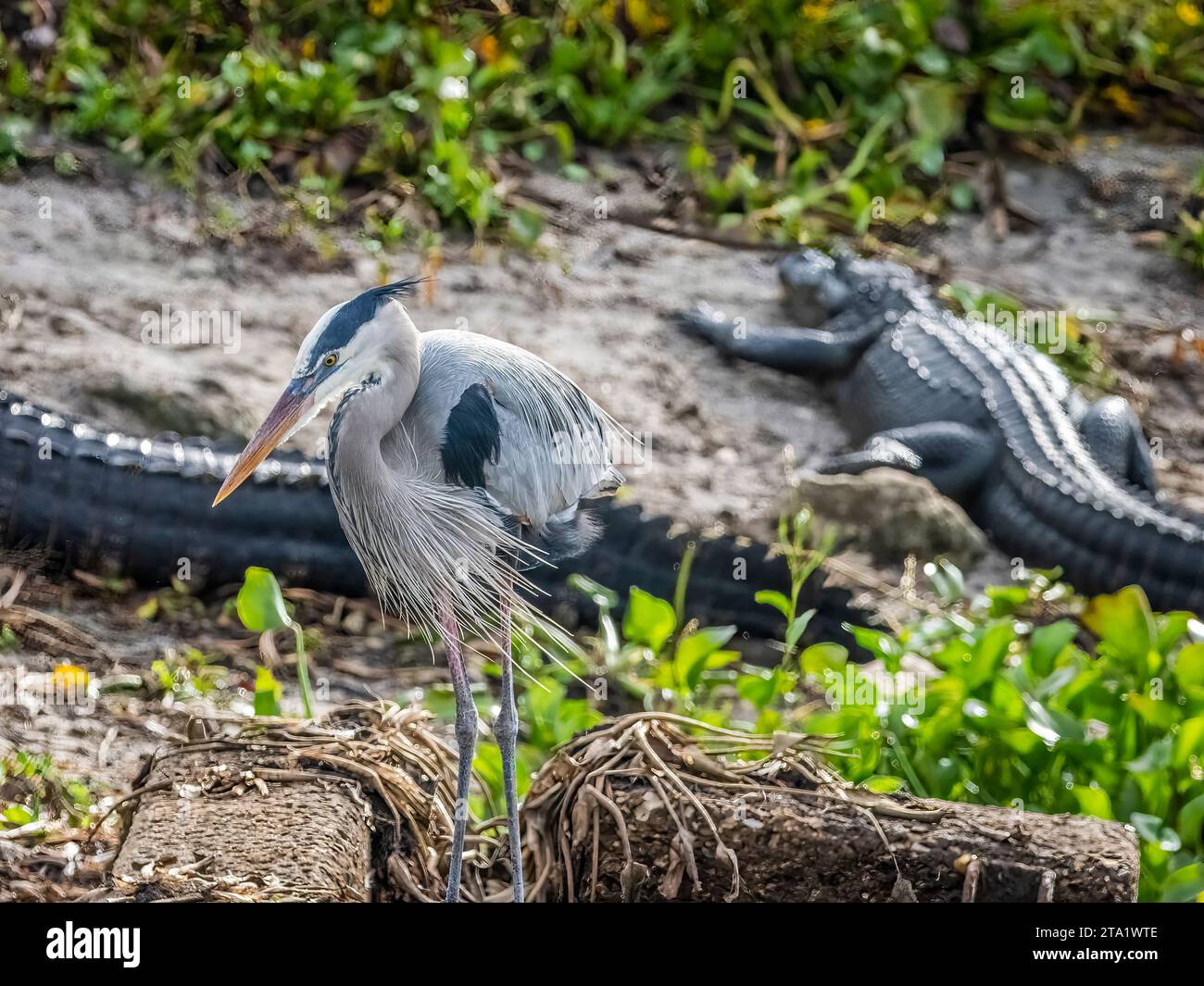 Amereican Alligatoren auf dem La Chua Trail im Paynes Prairie Preserve State Park in Gainesville Florida Stockfoto