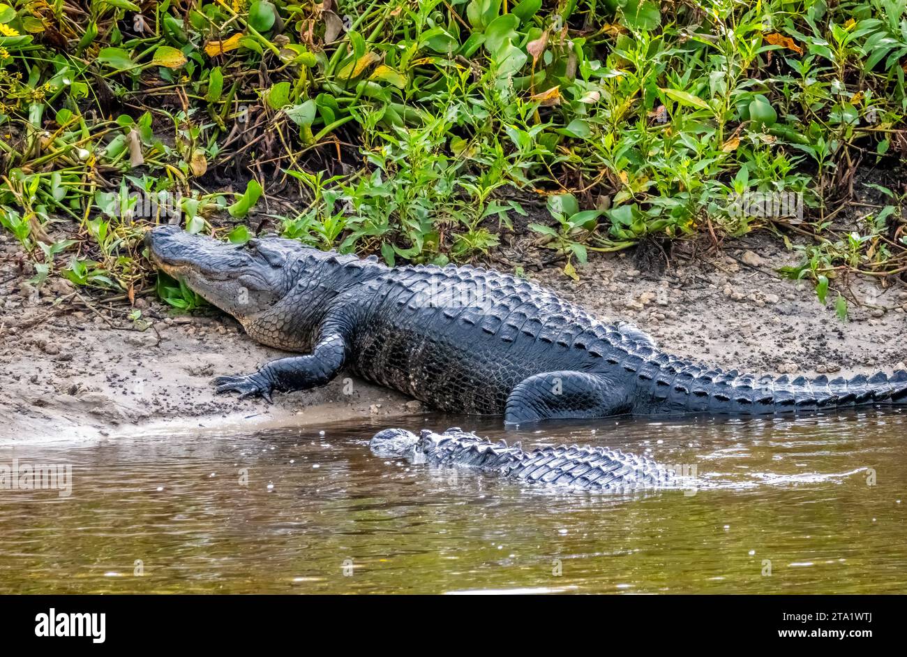 Amereican Alligatoren auf dem La Chua Trail im Paynes Prairie Preserve State Park in Gainesville Florida Stockfoto