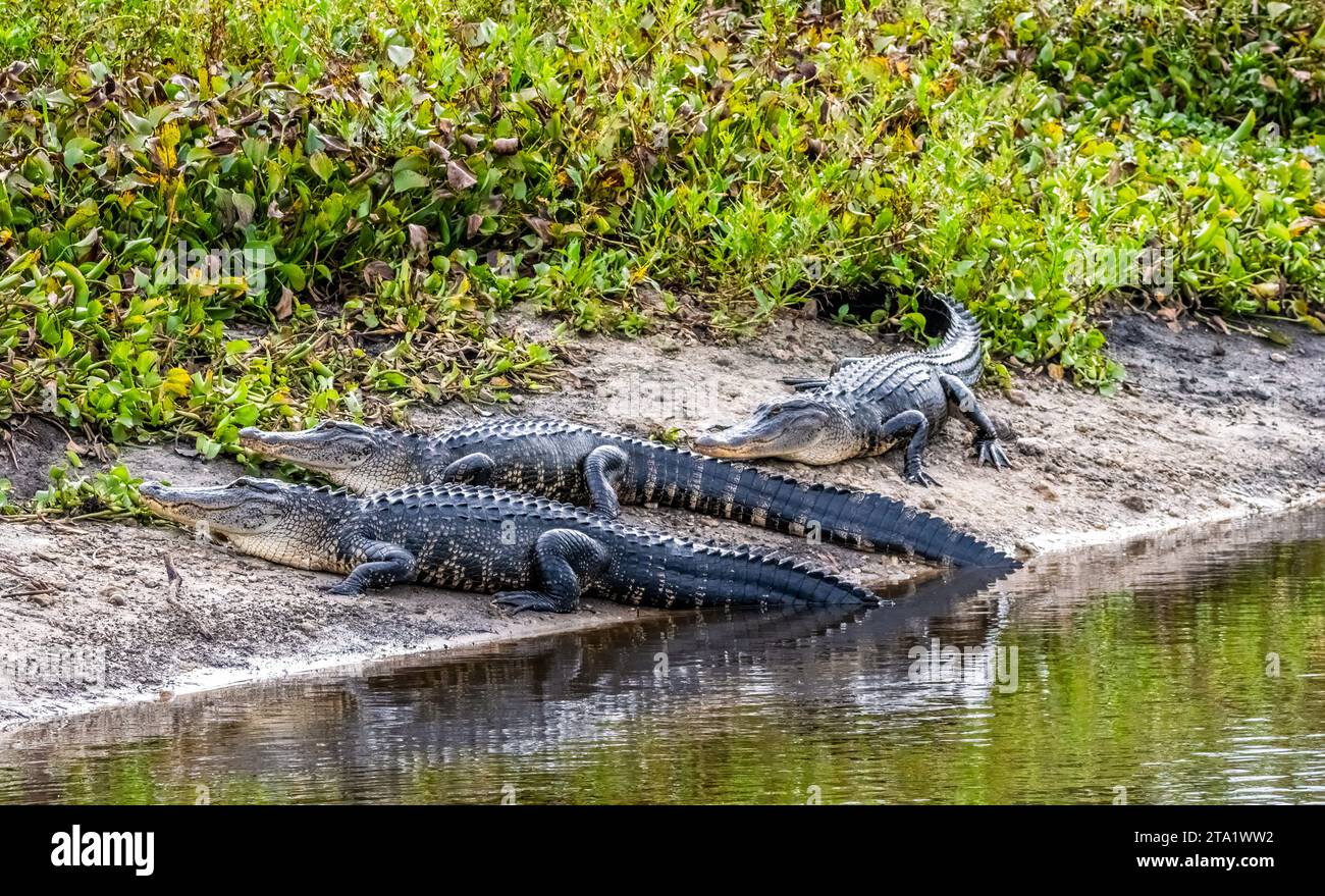 Amereican Alligatoren auf dem La Chua Trail im Paynes Prairie Preserve State Park in Gainesville Florida Stockfoto