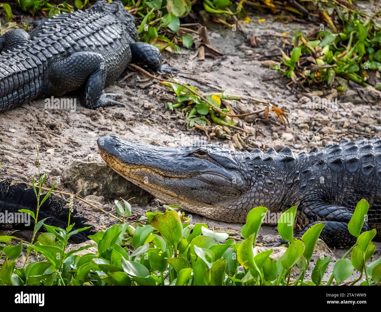 Amereican Alligatoren auf dem La Chua Trail im Paynes Prairie Preserve State Park in Gainesville Florida Stockfoto