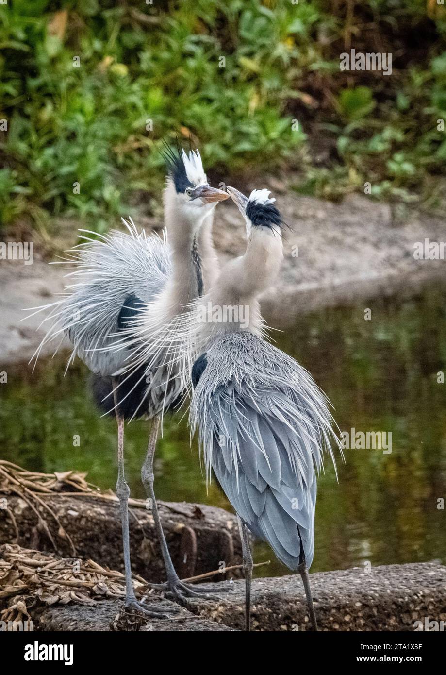 Zwei große Blaureiher auf dem La Chua Trail im Paynes Prairie Preserve State Park in Gainesville, Florida, USA Stockfoto