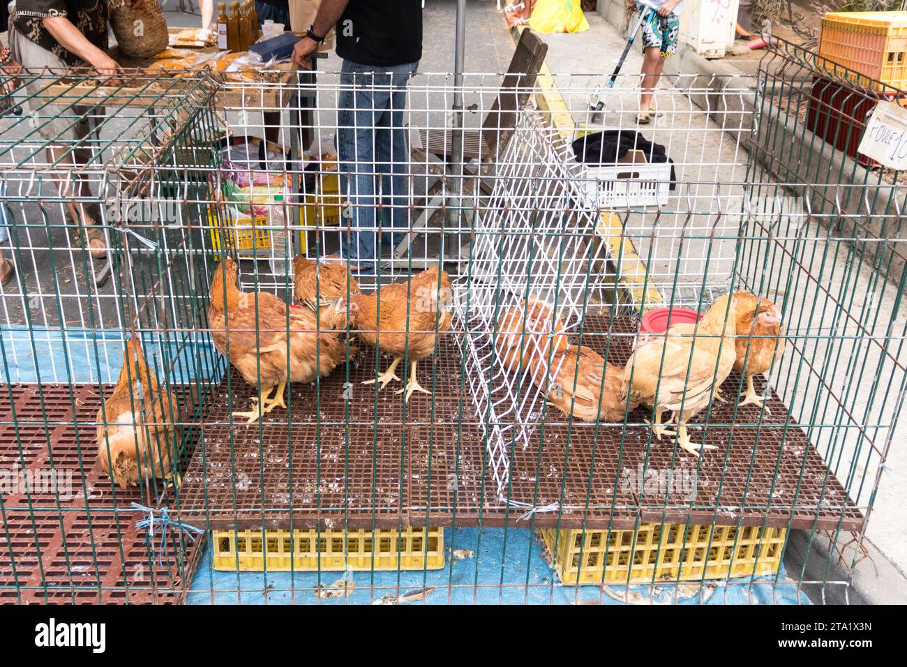 Hühner auf dem öffentlichen Markt von St-Leu, Runion Island, Frankreich. Stockfoto