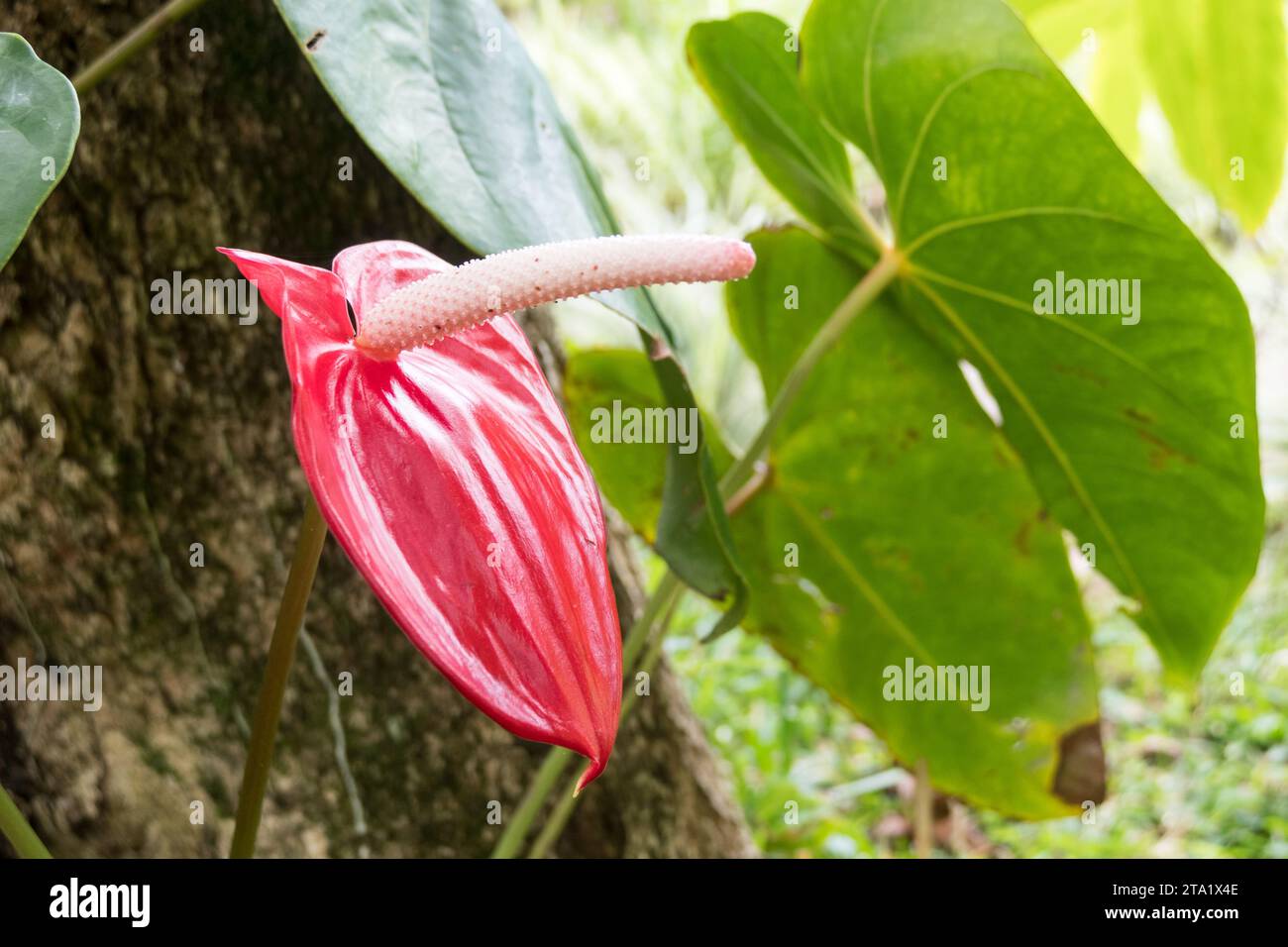 Anthurium andraeanum, Insel Réunion, Frankreich. Stockfoto