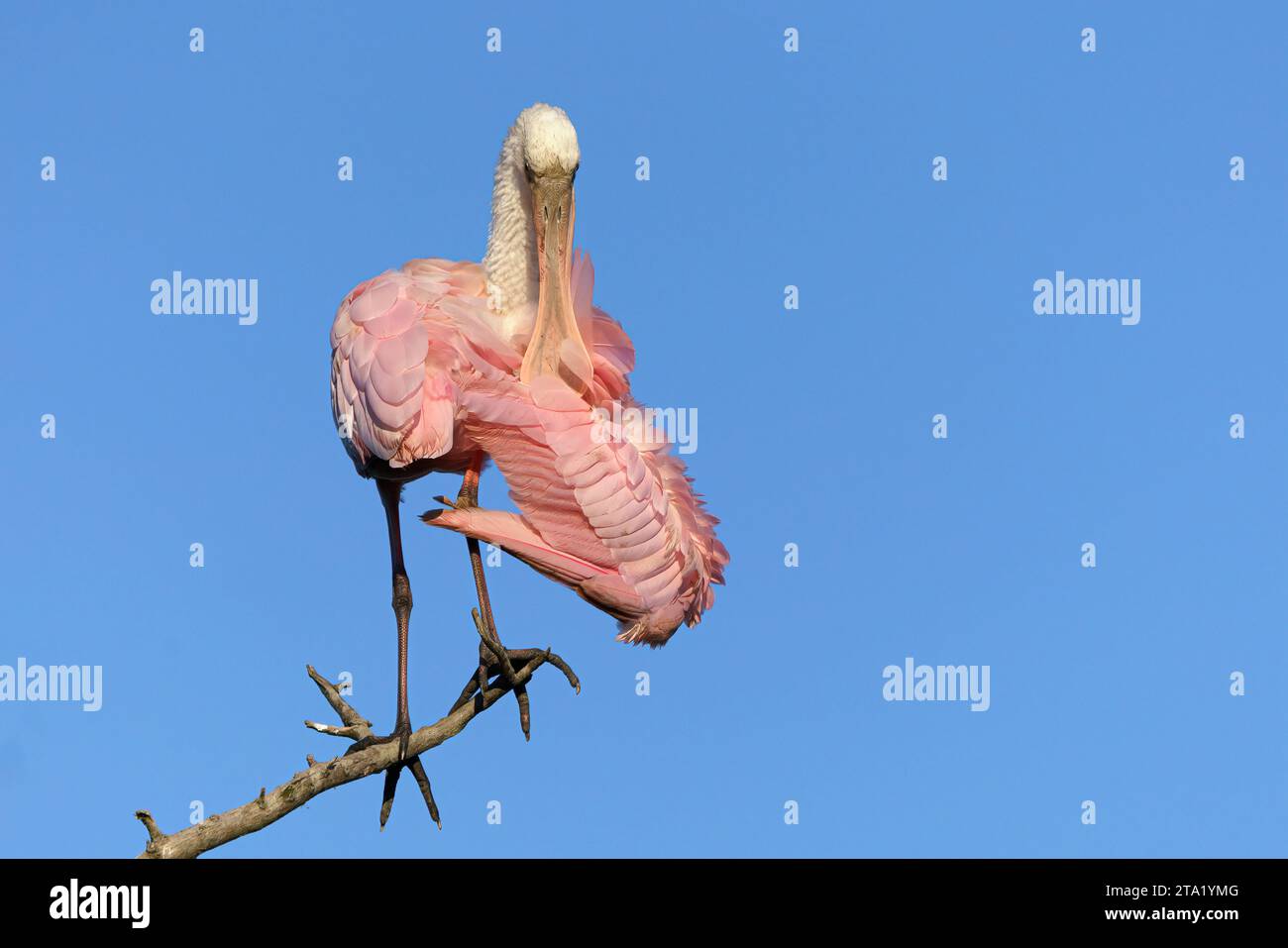 Roseate Spoonbill, Ajaia ajaja, Erwachsener Vogel in Tree Preening Florida, USA April Stockfoto