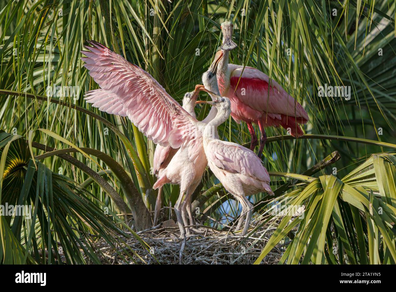 Roseate Spoonbill, Ajaia ajaja, erwachsener Vogel am Nestplatz Fütterung der Küken Florida, USA März Stockfoto