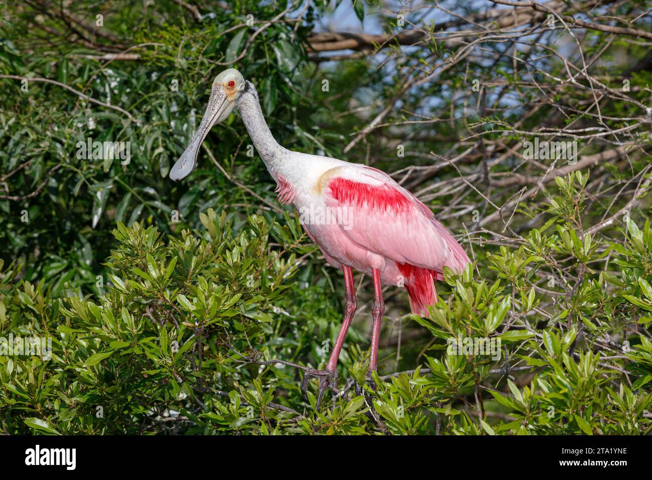 Rosettenlöffel, Ajaia ajaja, erwachsener Vogel im Baum Florida, USA April Stockfoto