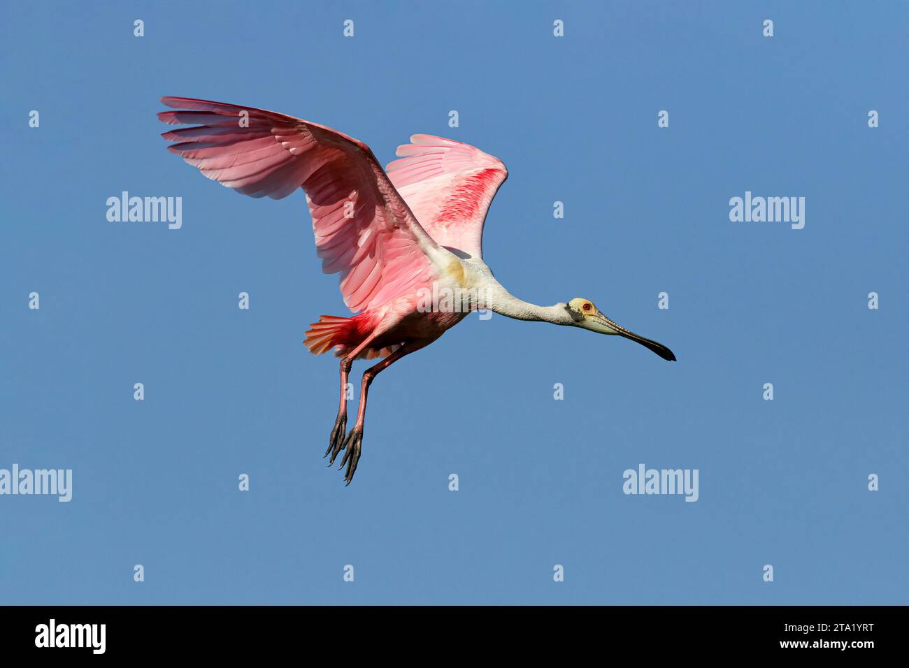 Roseate Spoonbill, Ajaia ajaja, erwachsener Vogel im Flug Florida, USA April Stockfoto