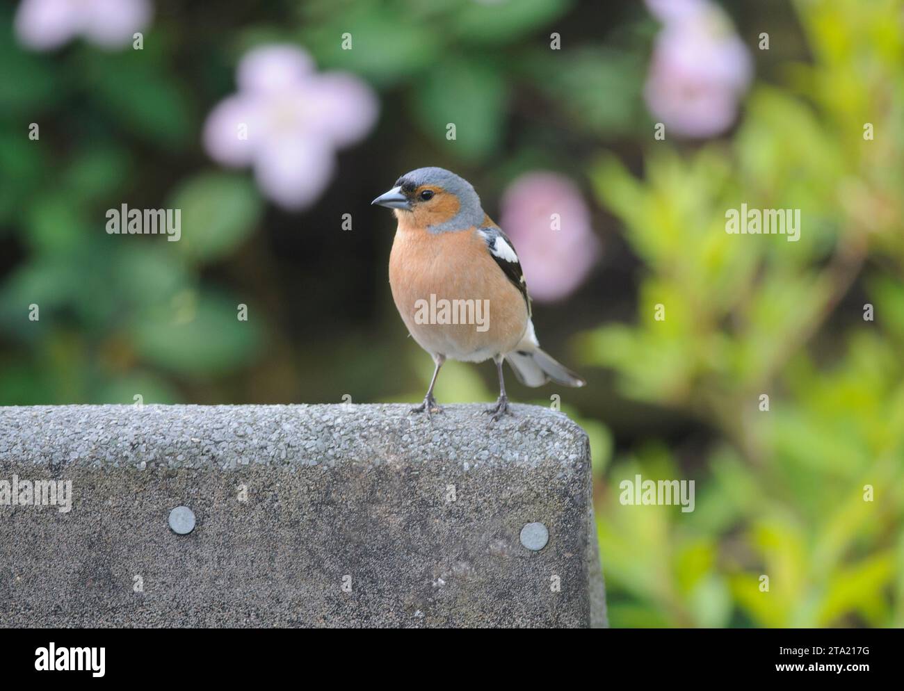 Fringilla Coelebs, männlich auf dem Dach des Gartenschuppens, County Durham, England, Großbritannien, April. Stockfoto