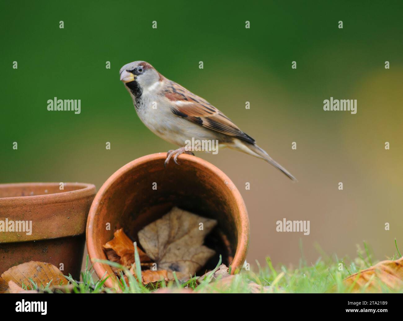 Haus Spatzen Passer domesticus, männlich auf einem Pflanztopf im Garten, County Durham, England, Großbritannien, November. Stockfoto