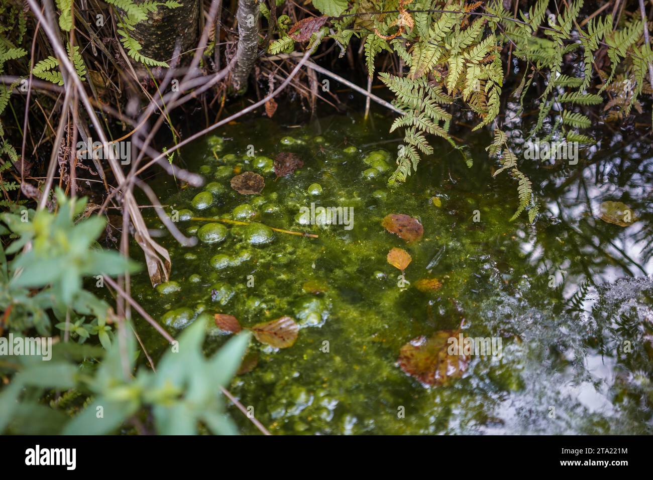 Pfütze aus grüner Flüssigkeit mit Blasen im Sumpf Stockfoto