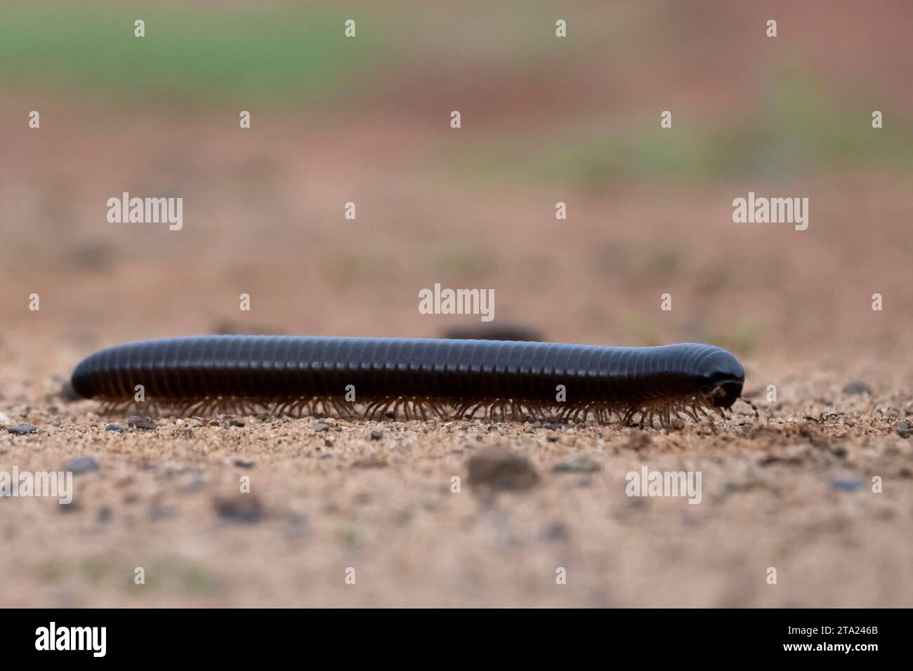 Shongololo, riesiger afrikanischer Tausendfüßer (Archispirostreptus gigas), Zimanga privates Wildreservat, KwaZulu-Natal, Südafrika Stockfoto