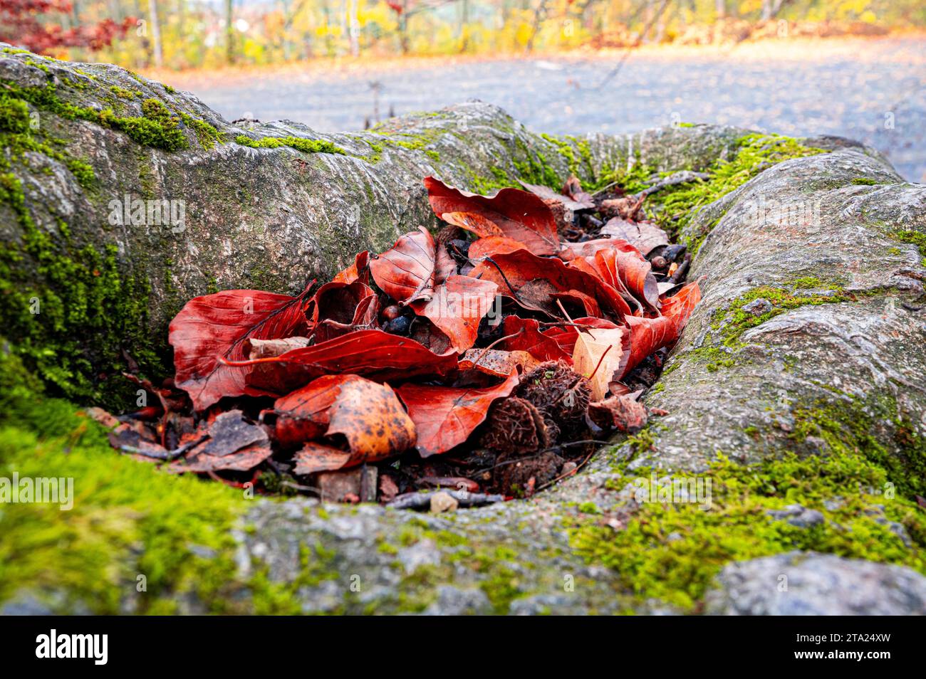 Rotbuchenblätter (Fagus sylvatica) und Buchen liegen zwischen den moosbedeckten Wurzeln einer Buche, Jena, Thüringen Stockfoto