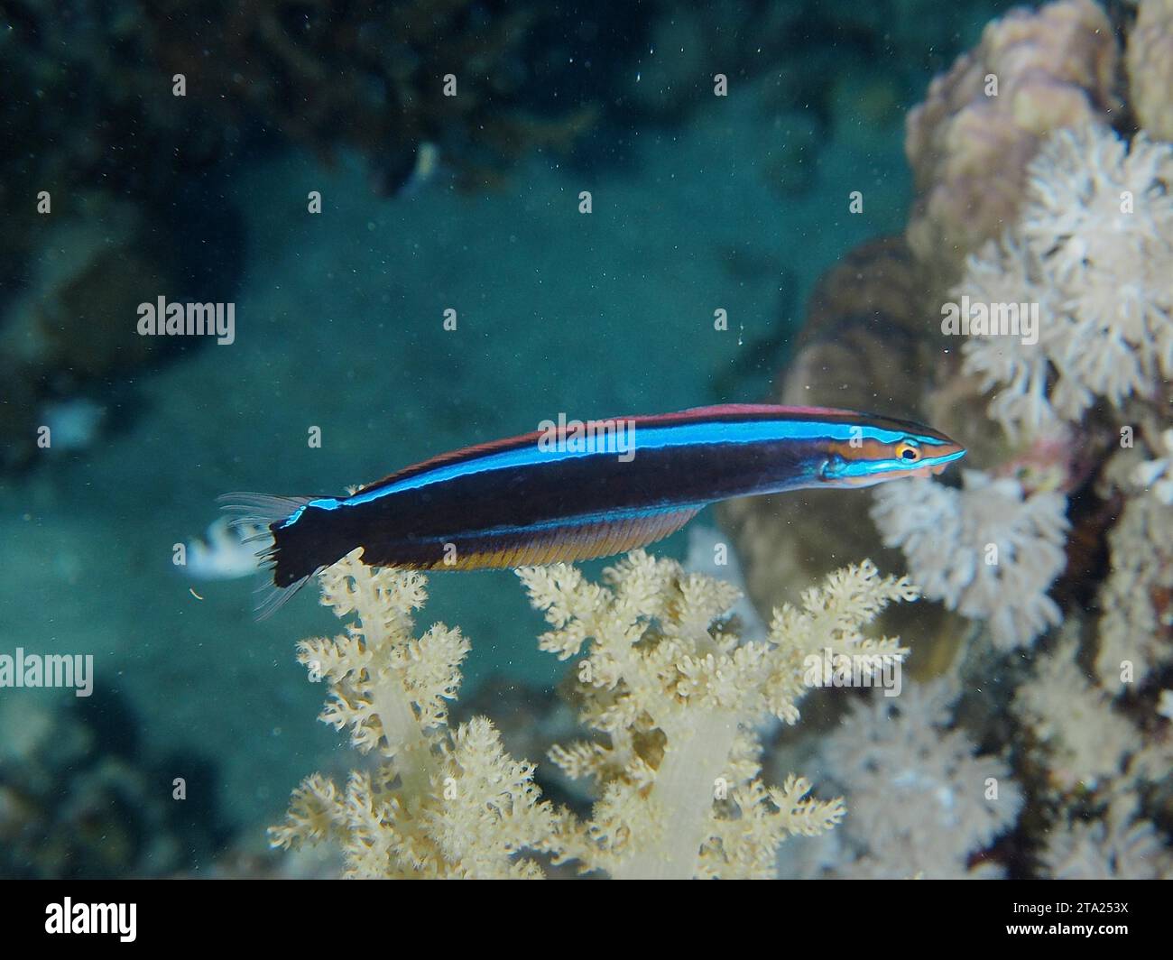 Falscher Reinerfisch (Aspidontus taeniatus), Tauchplatz House Reef, Mangrove Bay, El Quesir, Rotes Meer, Ägypten Stockfoto