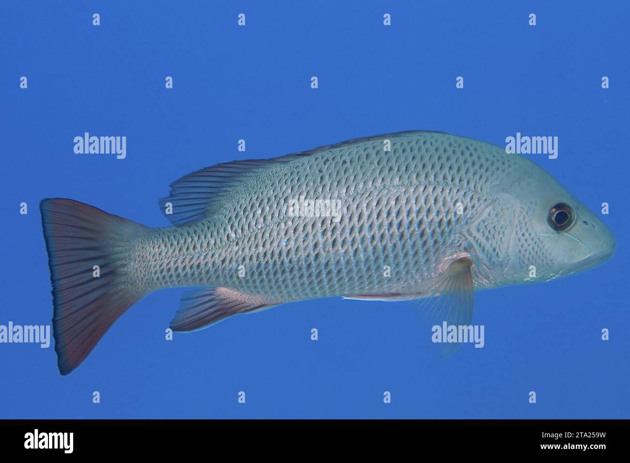 Mangrovenschnapper (Lutjanus argentimaculatus), Tauchplatz House Reef, Mangrovenbucht, El Quesir, Rotes Meer, Ägypten Stockfoto