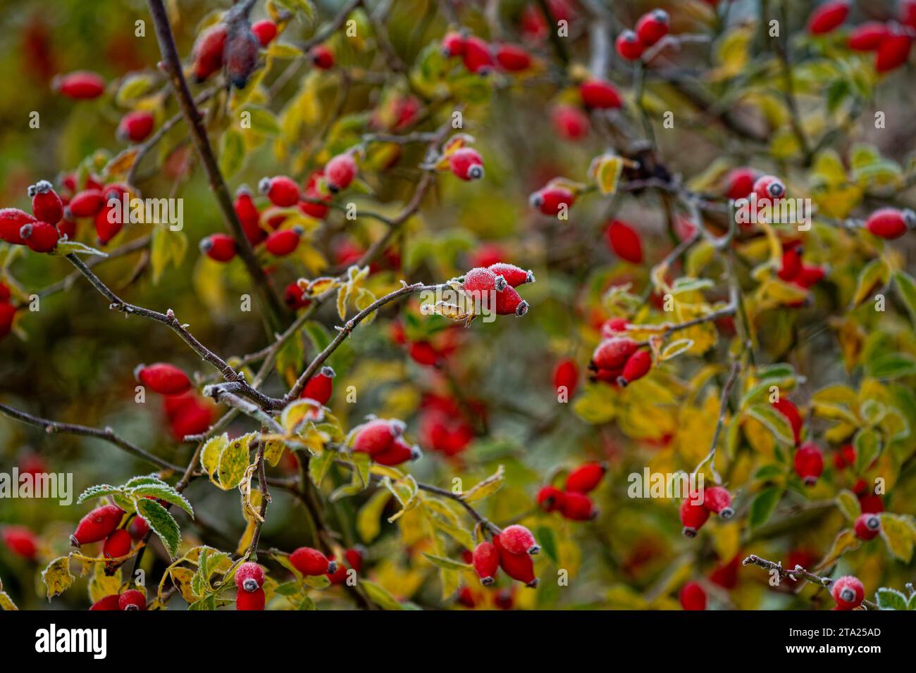 Raureif, Hagebuttenfrüchte, Herbst, Winter, kalte Tage, Wismar, Mecklenburg-Vorpommern, Deutschland Stockfoto