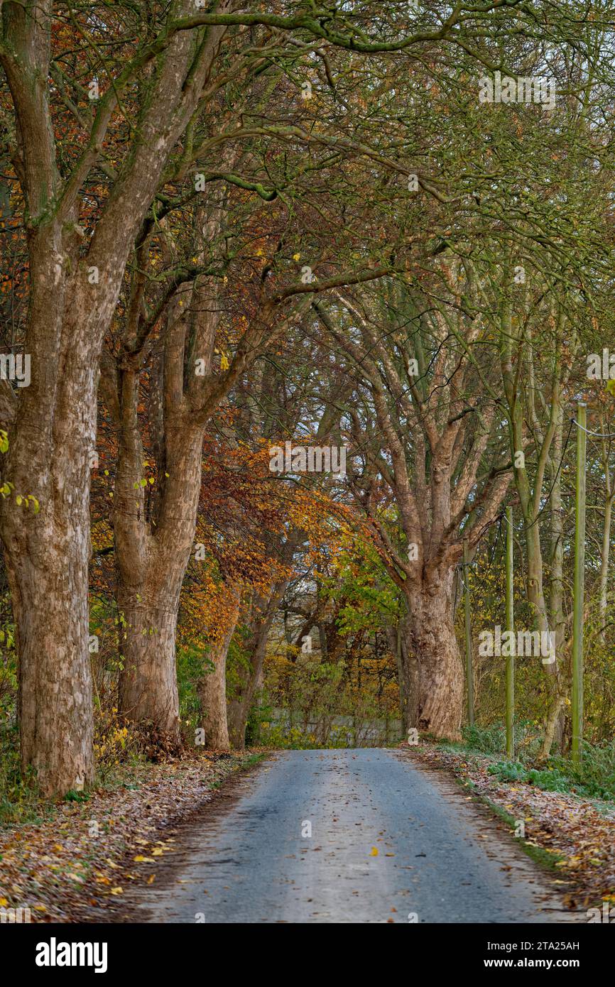 Baumallee im Herbst, schmale Landstraße, große Bäume, Wismar, Mecklenburg-Vorpommern, Deutschland Stockfoto