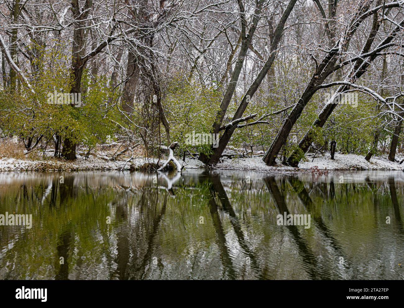 Im Spätherbst gibt es nur noch wenige Blätter auf den unteren Sträuchern, und der Aux Sable Creek spiegelt die wenig Farbe in seinem Wasser wider, Baker Fores Stockfoto