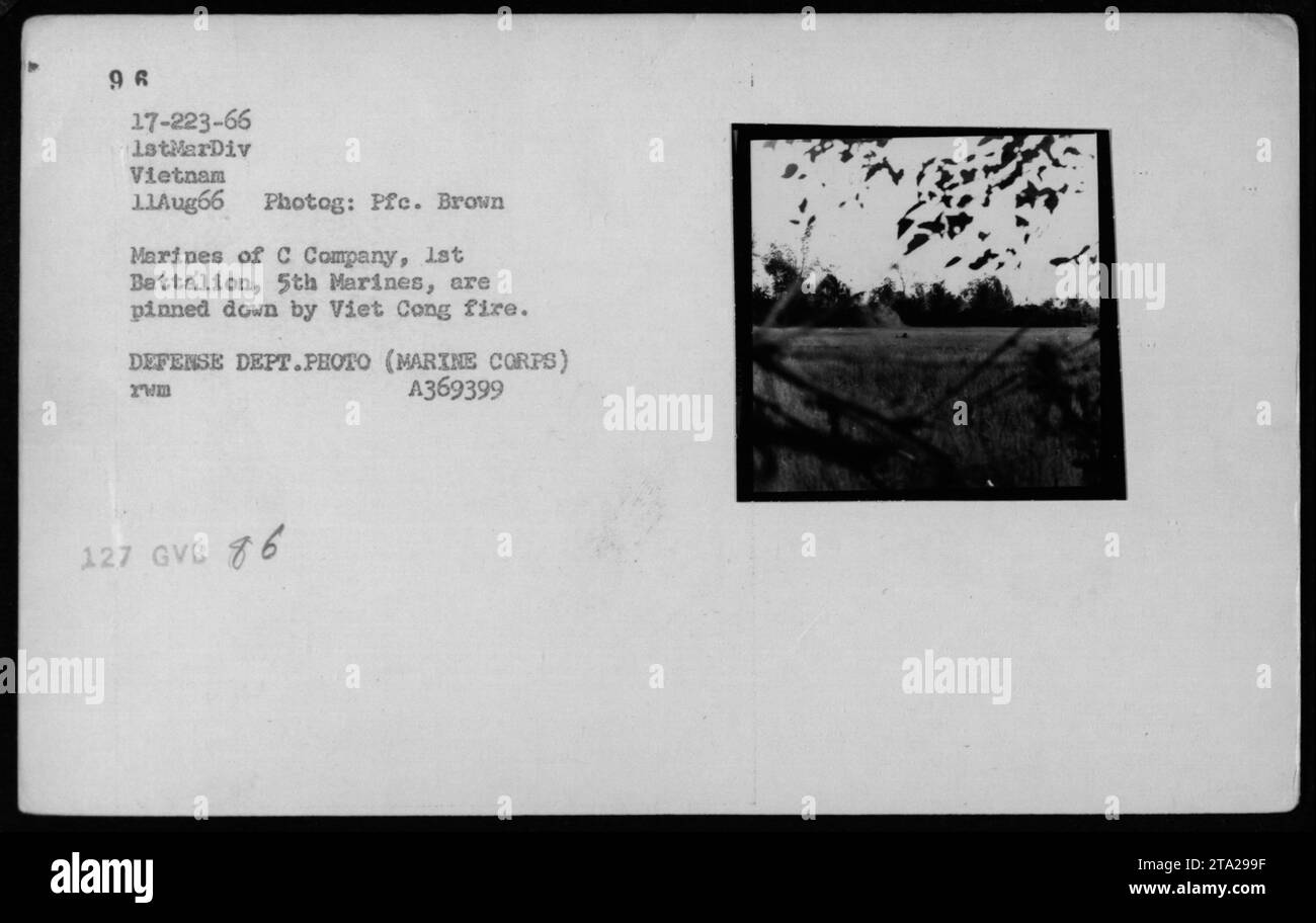 Marines der C Kompanie, 1. Bataillon, 5. Marines, nehmen Deckung, als sie während einer Kampfoperation in Vietnam unter intensivem Viet Cong-Feuer geraten. Dieses Foto wurde am 11. August 1966 aufgenommen und ist Teil einer Serie, die die militärischen Aktivitäten der USA während des Vietnamkriegs dokumentiert. Stockfoto