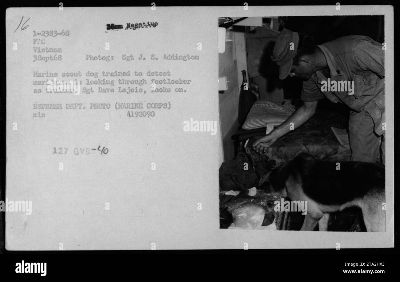 Marineskundschafterhund, der darauf trainiert ist, Marihuana zu erkennen, inspiziert ein Fußfach, während Sgt Dave Lojoie, sein Trainer, beobachtet. Fotografiert am 3. September 1968 während amerikanischer Militäraktivitäten in Vietnam. Das Bild ist Teil der Sammlung mit dem Titel „Tiere (Kriegshunde, Maskottchen, Haustiere)“ unter der Nummer 1-2383-68 FLC Vietnam 3Sept68. Foto von Sgt J. S. Addington. VERTEIDIGUNGSABTEILUNG. FOTO (MARINE CORPS). Referenz: mis 41,92090 127 GVB-40. Stockfoto