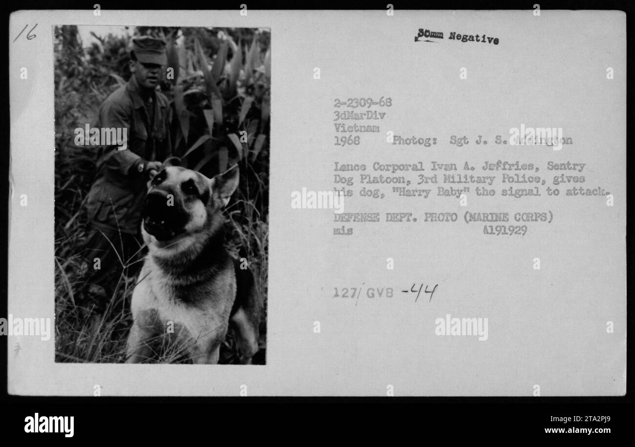 Lance Corporal Ivan A. Jeffries, Mitglied des Wachhund-Zuges, der 3. Militärpolizei in Vietnam, gibt seinem Hund, Harry Baby, das Signal, anzugreifen. Dieses Bild wurde 1968 von Sergeant J. S. Addington aufgenommen und ist Teil der Sammlung von Fotografien, die die amerikanischen Militäraktivitäten während des Vietnamkriegs dokumentieren. VERTEIDIGUNGSABTEILUNG. FOTO (MARINE CORPS) 4191929 MIS 127/GV8 -44. Stockfoto