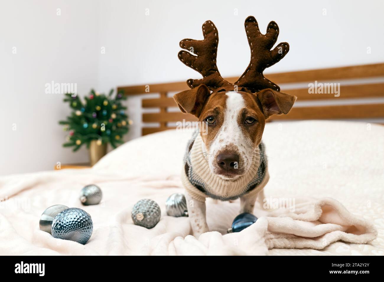 Der lustige Jack Russell Terrier mit festlichem Pullover und Rentiergeweih spielt mit weihnachtlichen Dekorationskugeln im dekorierten Weihnachtszimmer. Haustiere in x Stockfoto