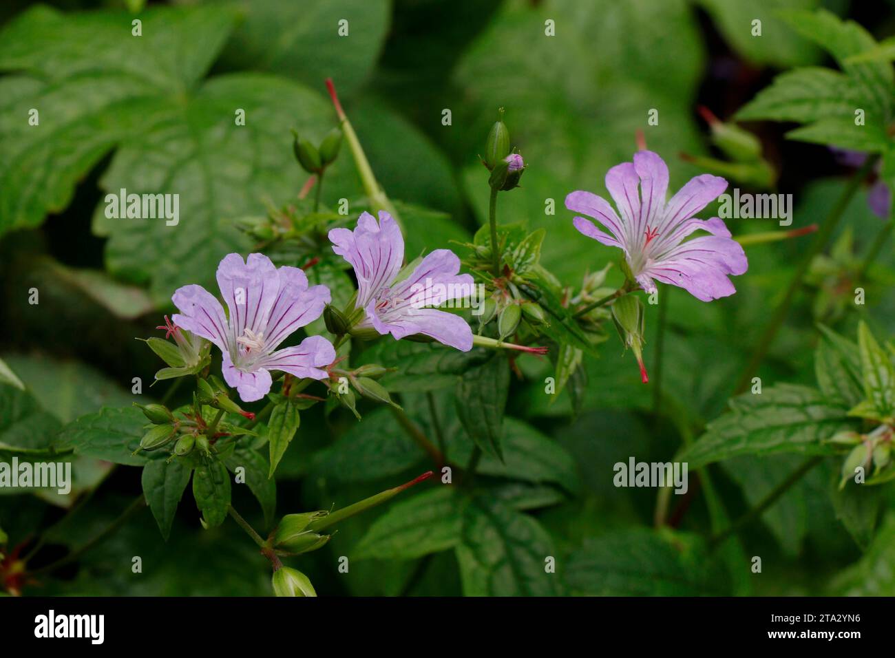 Blühende Blumen Geranium nodosum oder geknüpfter Kranschnabel Stockfoto
