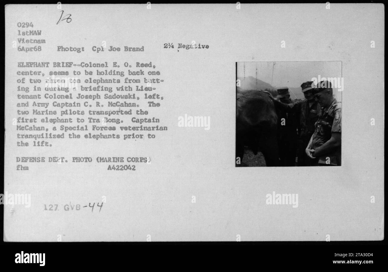 Colonel E. O. Reed hält einen von zwei drei Tonnen schweren Elefanten während eines Briefings in Vietnam am 6. April 1968 fest. Oberstleutnant Joseph Sadowski und Armeekapitän C. R. McCahan nehmen am Briefing Teil. Die Marine-Piloten transportierten den ersten Elefanten nach Tra Bong, während Captain McCahan, ein Tierarzt der Special Forces, die Elefanten vor dem Aufzug beruhigte. VERTEIDIGUNGSABTEILUNG. FOTO (MARINE CORPS). Stockfoto