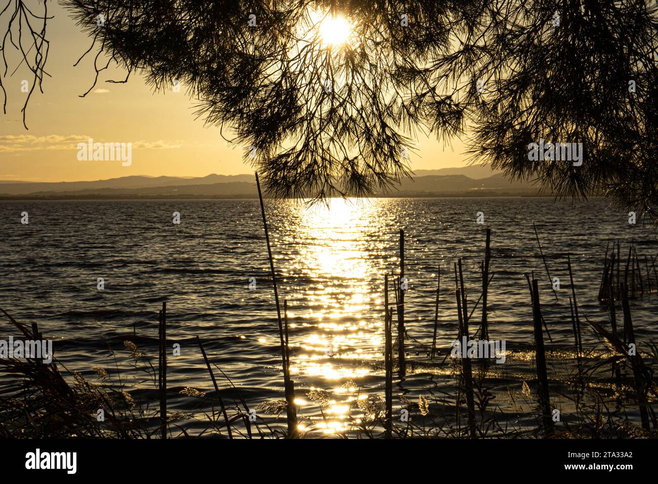 Landschaft auf dem spanischen See Albufera, die Sonne scheint durch die Äste eines Baumes Stockfoto