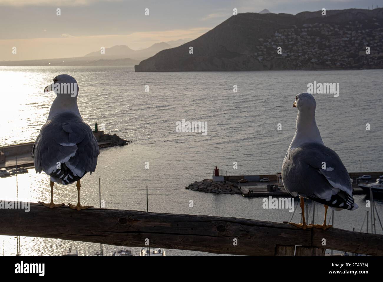 Zwei Möwen stehen nebeneinander auf einem hölzernen Geländer und beobachten den Sonnenuntergang über dem Meer in Calpe, Spanien Stockfoto
