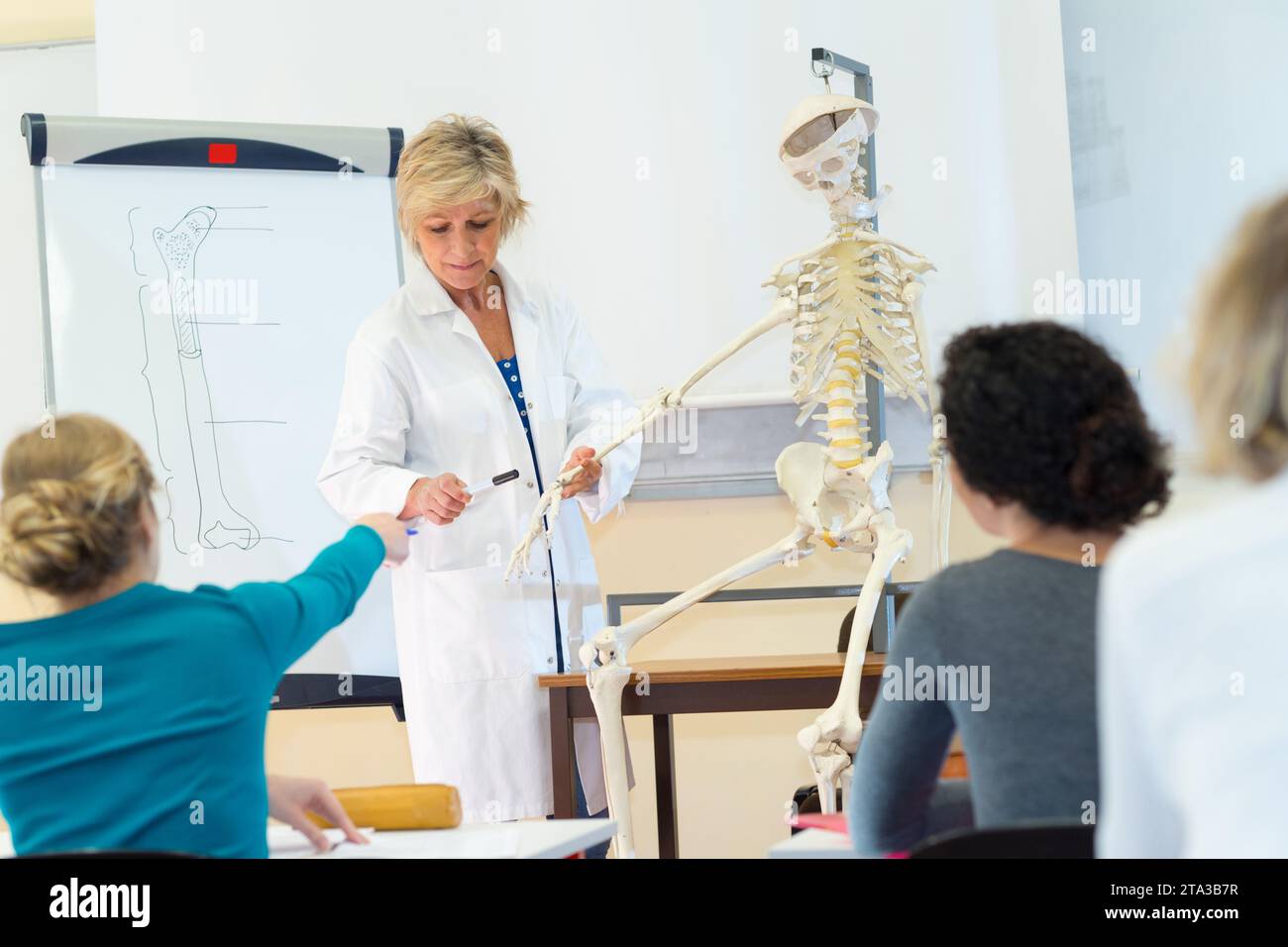 Medizinstudenten, die das menschliche Skelettsystem studieren Stockfoto