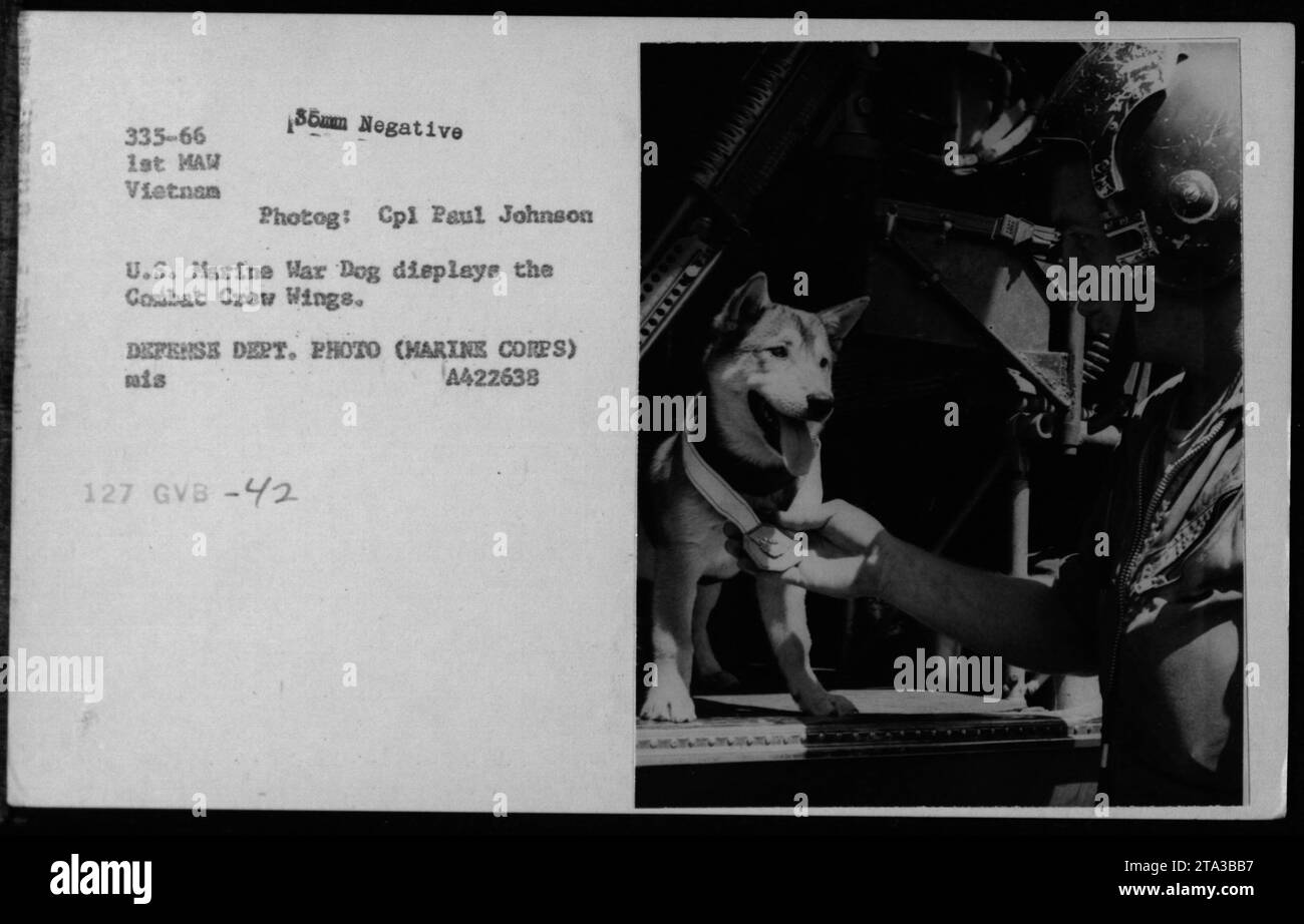 Ein U.S. Marine war Dog zeigt stolz die Kampfcrew Wings während des Vietnamkriegs. Das 1966 von CPL Paul Johnson aufgenommene Foto fängt den Moment ein, in dem der Hund die Flügel zeigt, die der Kampfmannschaft zugewiesen sind. Das Bild zeigt die Rolle der Tiere bei den amerikanischen Militäraktivitäten während des Krieges. Dieses offizielle Foto des Verteidigungsministeriums trägt den Identifikationscode A422638. Stockfoto