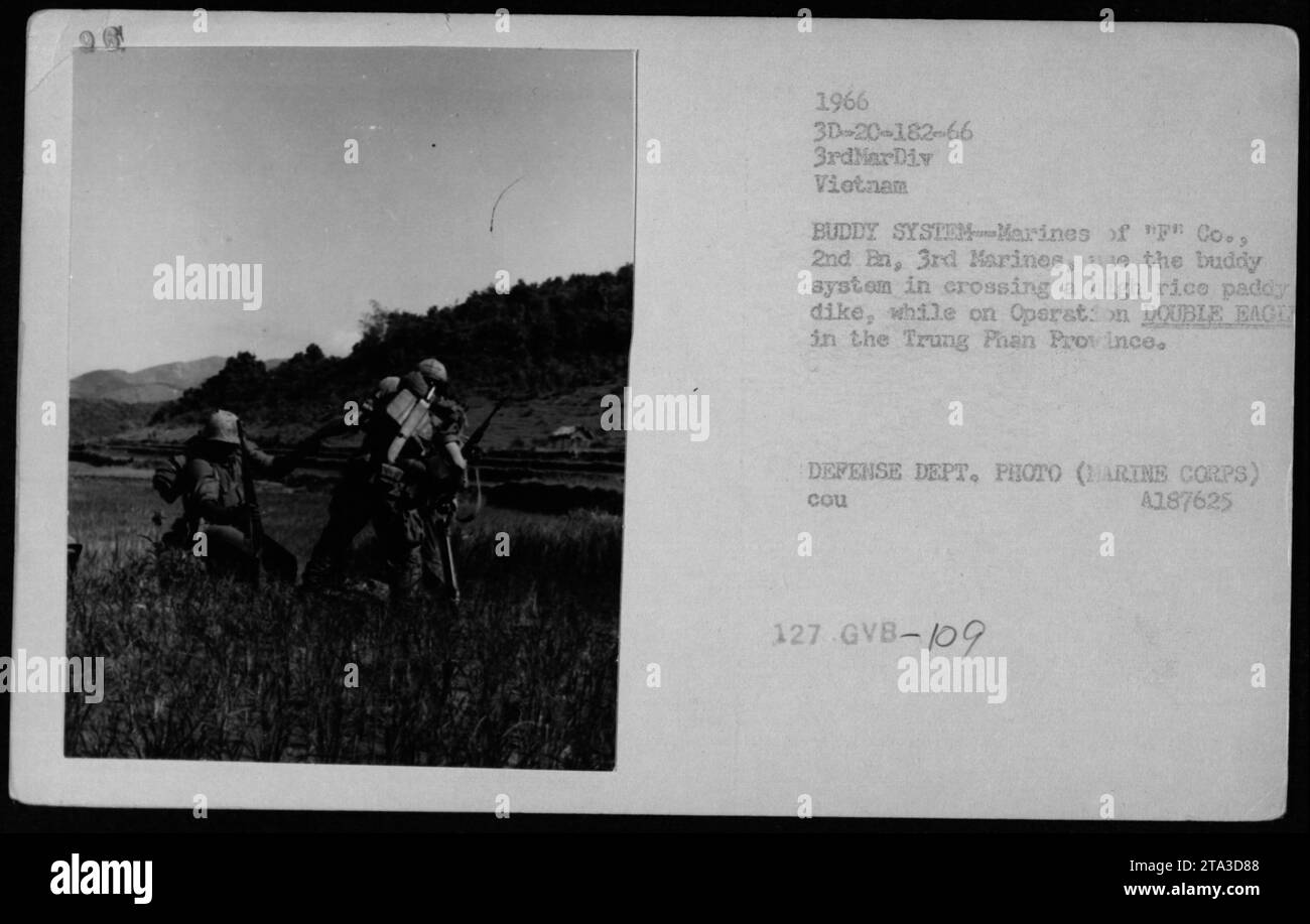 Marines von 'p' Company, 2. Bataillon, 3. Marines, navigieren mit Hilfe des Buddy-Systems während der Operation Double Eagle in der Provinz Trung Phan durch einen hohen Reisdeich. Dieses Foto wurde 1966 vom Verteidigungsministerium aufgenommen und ist Teil einer Serie, die die militärischen Aktivitäten der USA während des Vietnamkriegs dokumentiert. Stockfoto