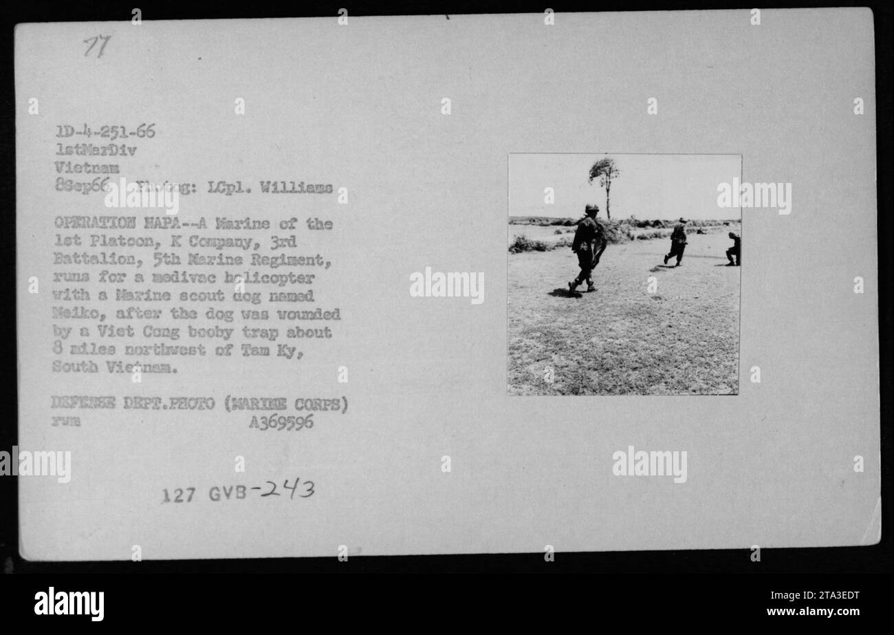 Am 8. September 1966 transportierte ein Marine des 1. Platoon, K Kompanie, 3. Bataillon, 5. Marine-Regiment, einen verwundeten Späher Meiko, zu einem medevac-Hubschrauber in der Nähe von Tam Ky, Vietnam während der Operation HAPA. Foto von LCpl. Williams, Verteidigungsministerium, Marine Corps. Stockfoto