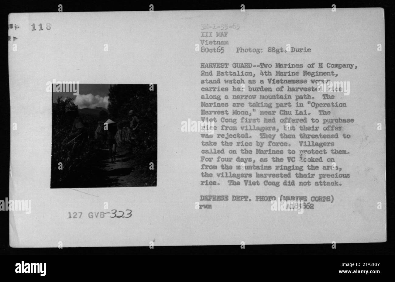 Während der Operation Harvest Moon bei Chu Lai am 8. Oktober 1965 bewachen Marines der H Kompanie, 2. Bataillon, 4. Marine-Regiment, Dorfbewohner, einschließlich einer Frau, die Reis trägt, während der Ernte gegen vietnamesische Cong-Bedrohungen. Stockfoto