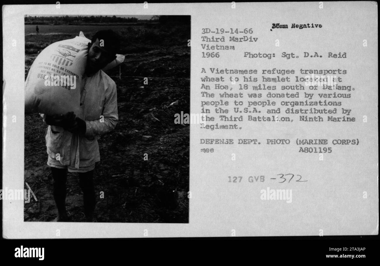 Ein vietnamesischer Flüchtling transportiert 1966 gespendeten Weizen von an Hoa, 29 Meilen südlich von da Nang, in sein Dorf. Der Weizen, den verschiedene Menschen-zu-Menschen-Organisationen in den USA erhielten, wurde vom Dritten Bataillon, 9. Marine Regiment, verteilt. Foto von Sgt. D.A. Reid. Stockfoto