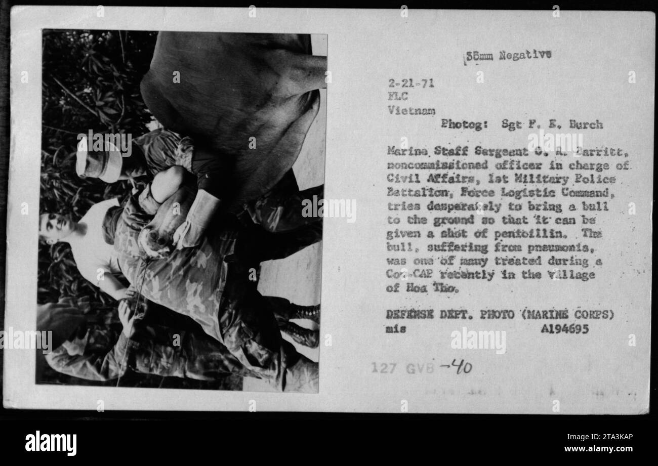 Bildunterschrift: Marinestab Sergeant O.R. Barritt, Unteroffizier für zivile Angelegenheiten, kämpft, um einen Bullen für einen Pentoillin-Schuss während einer Kuh-CAP-Mission im Dorf Hoa Tho zurückzuhalten. Der Bulle, der an Lungenentzündung litt, war eines von vielen Tieren, die während der humanitären Bemühungen dieses Militärpolizeibataillons am 21. Februar 1971 in FLC Vietnam behandelt wurden. Stockfoto