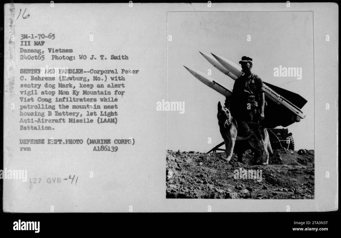 Der Corporal Peter C. Behrens aus Newburg, Missouri, und sein Hund Mark halten am 24. Oktober 1965 auf dem Hon Ky Mountain in Danang, Vietnam, eine wachsame Präsenz. Ihre Aufgabe ist es, Viet Cong-Infiltratoren zu entdecken, während sie die Bergbasis patrouillieren, in der sich B Battery, ein leichtes Flugabwehrflugkörperbataillon (LAAM) befindet. Stockfoto