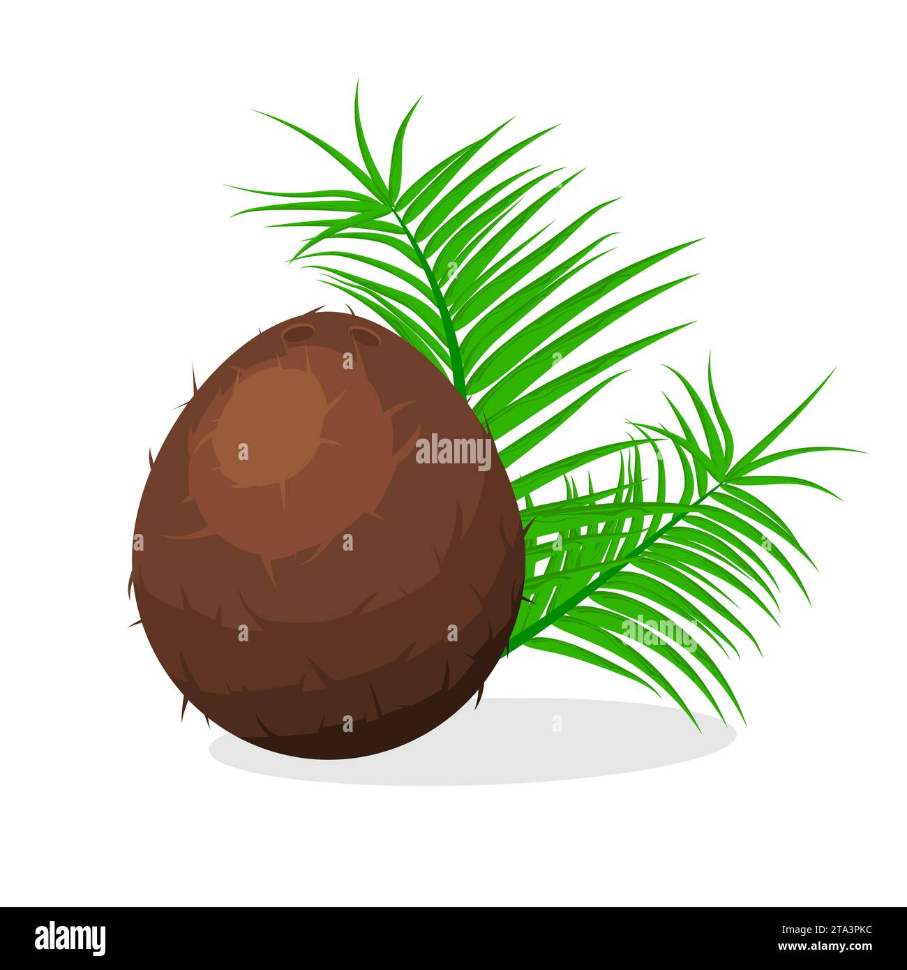 Kokosnussbraune Früchte und Blätter isoliert auf weißem Hintergrund. Sommerfrüchte für einen gesunden Lebensstil. Tropisches Essen, Bio-Naturprodukt. Stock Vektor