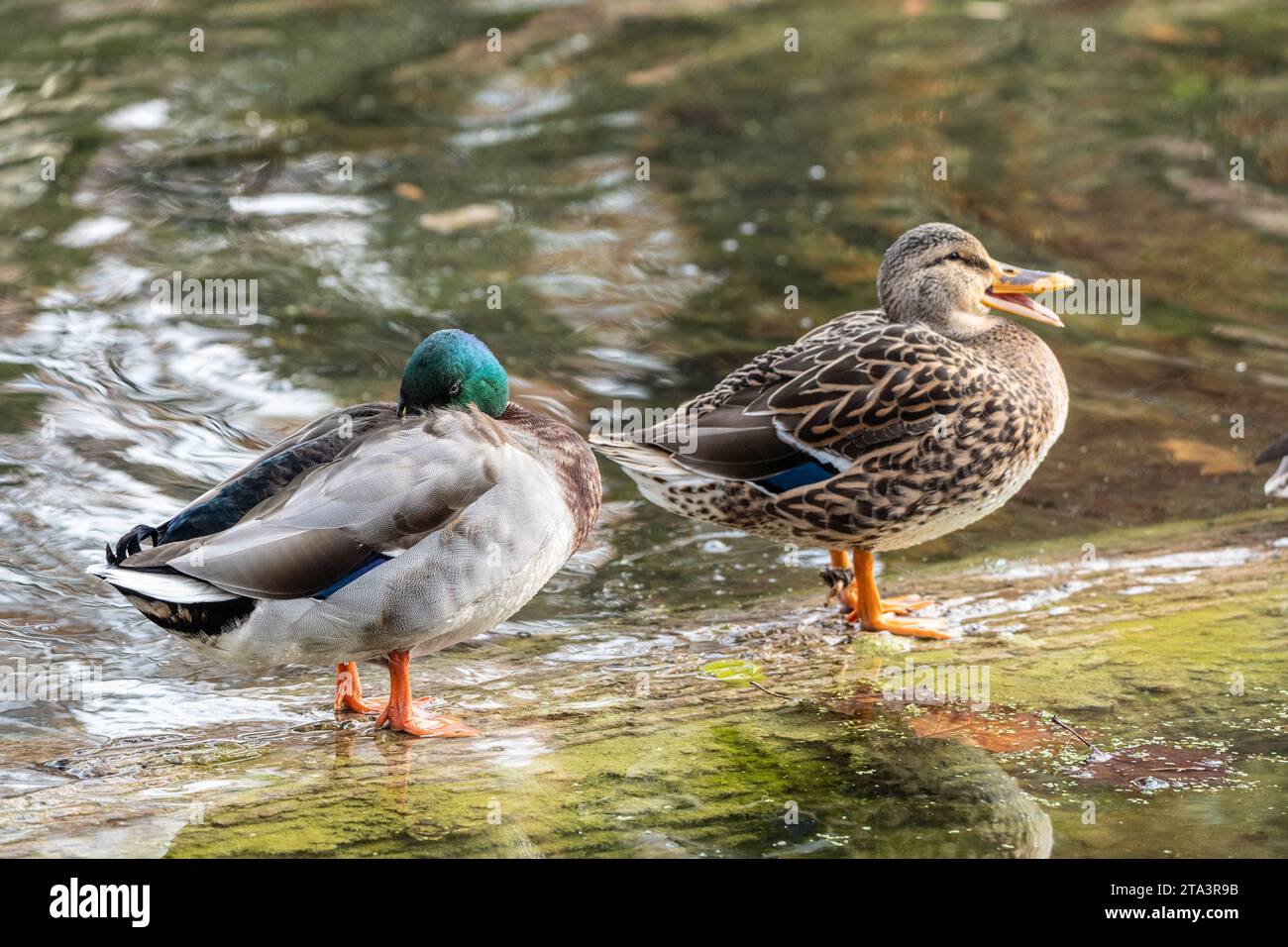 Seitenansicht von zwei Mallard Ducks am Log in Pond Stockfoto